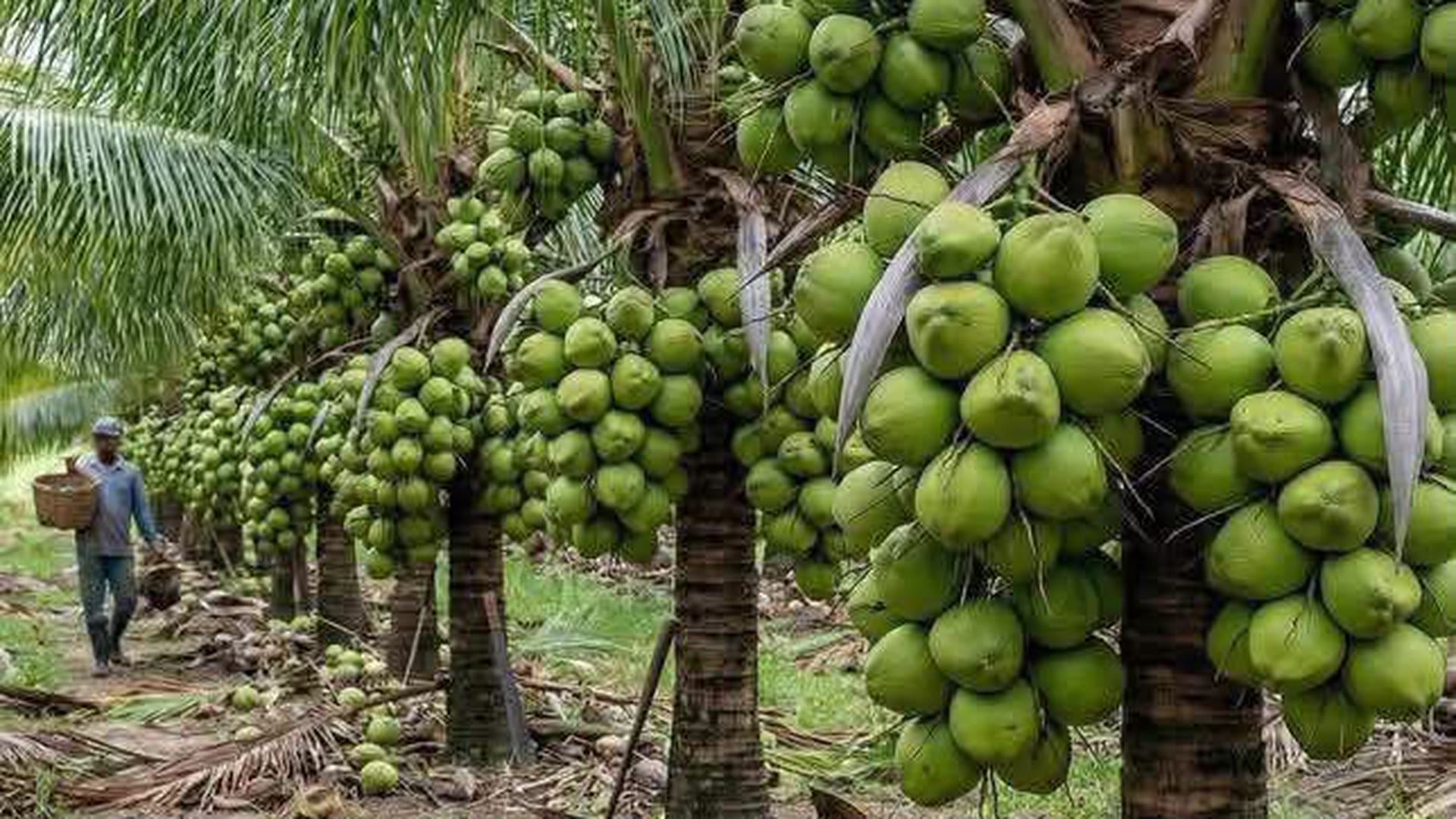Finca La Sultana · Añasco