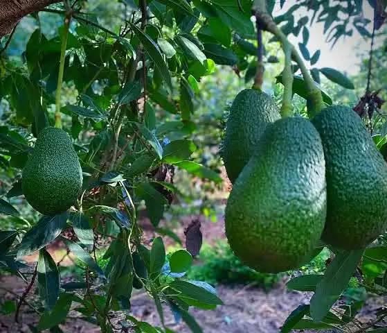 Aguacate Hass injertado para cosechar en casa