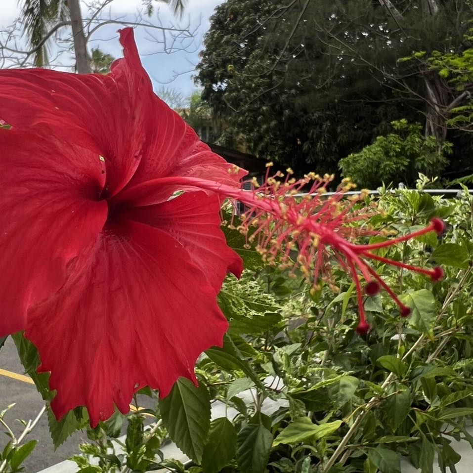 Detalles tropicales entre el restaurante y la hospedería